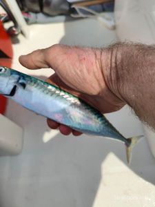 Mackerel