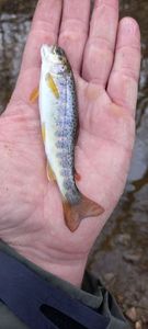 Brown Trout