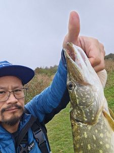 Northern Pike