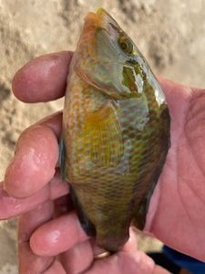 Ballan Wrasse