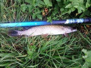 Northern Pike