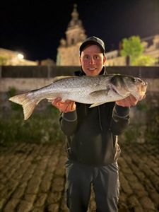 European Bass (Seabass)