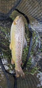 Brown Trout