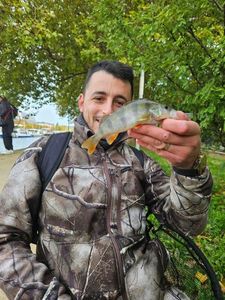 European Perch