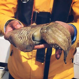 Common Cuttlefish