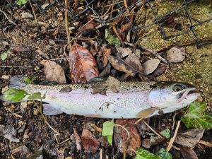 Rainbow Trout