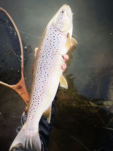 Brown Trout