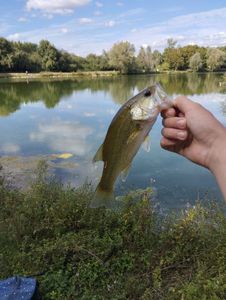 Largemouth Bass