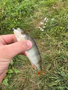 European Perch