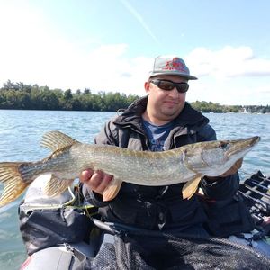 Northern Pike