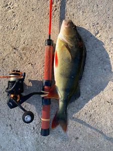 European Perch