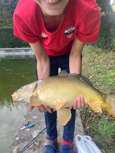 Common Carp