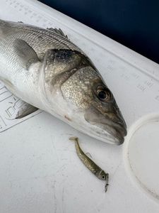European Bass (Seabass)