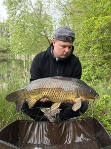 Common Carp