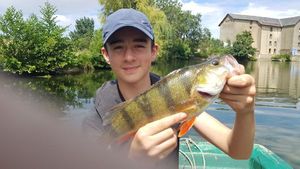 European Perch