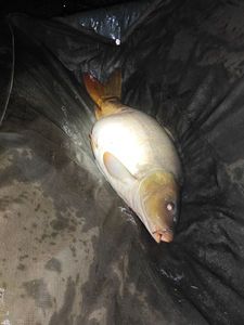 Mirror Carp