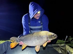 Common Carp
