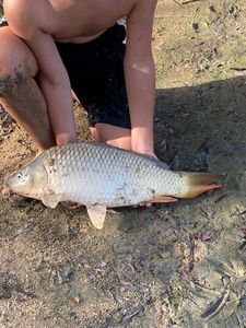 Grass Carp