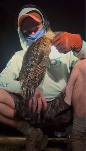 Jaguar Cichlid