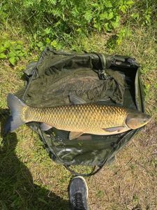 Grass Carp