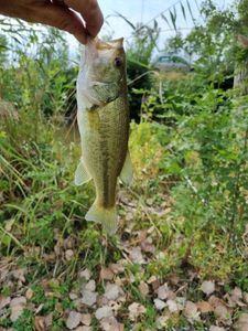 Largemouth Bass