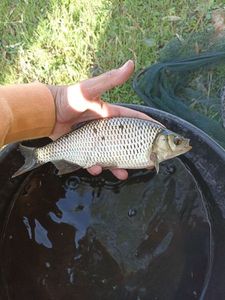 Rudd