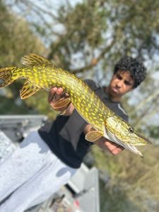 Northern Pike