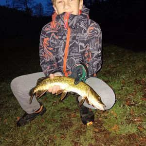 Northern Pike