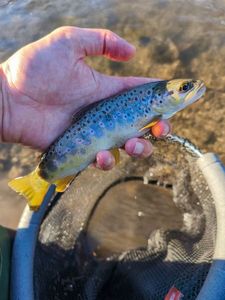 Brown Trout