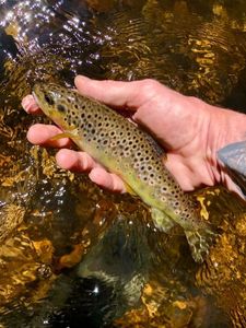 Brown Trout