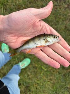 European Perch