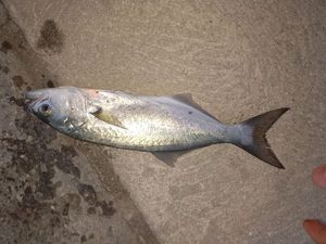 Pesce serra