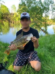 European Perch