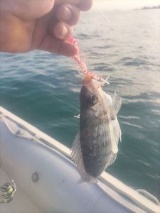Black Seabream