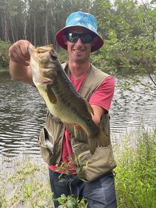 Largemouth Bass