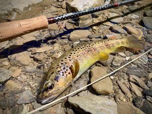 Brown Trout