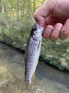 Brown Trout