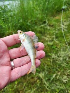 European Perch