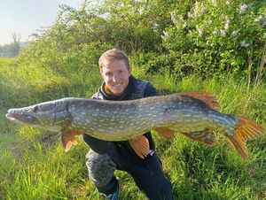 Northern Pike