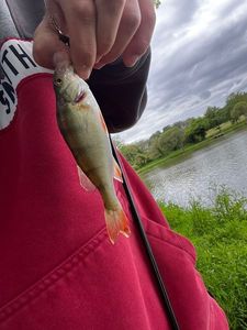European Perch