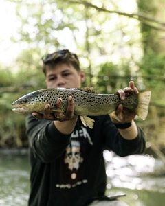 Brown Trout