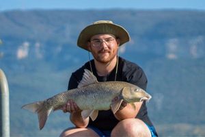 Barbel
