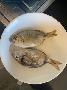 White Seabream