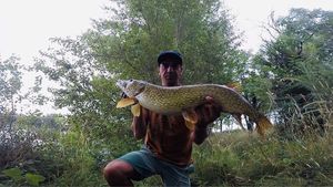 Chain Pickerel