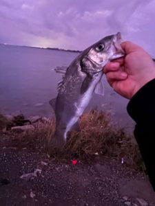 European Bass (Seabass)