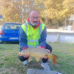 Common Carp
