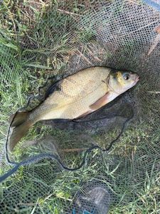 Common Bream