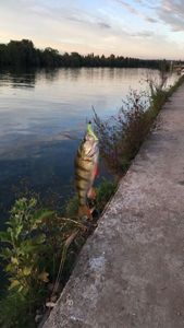 European Perch