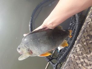European Perch