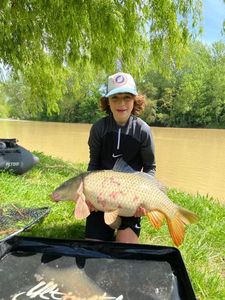 Common Carp